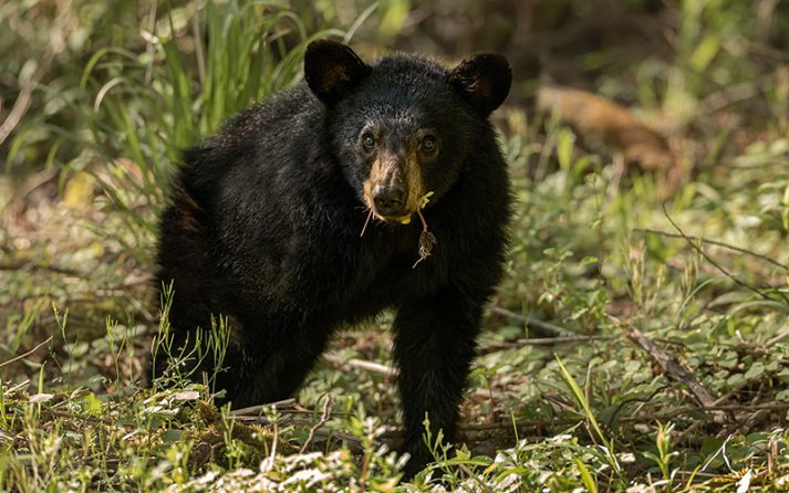 Black bear cub in Smoky Mountain National Park