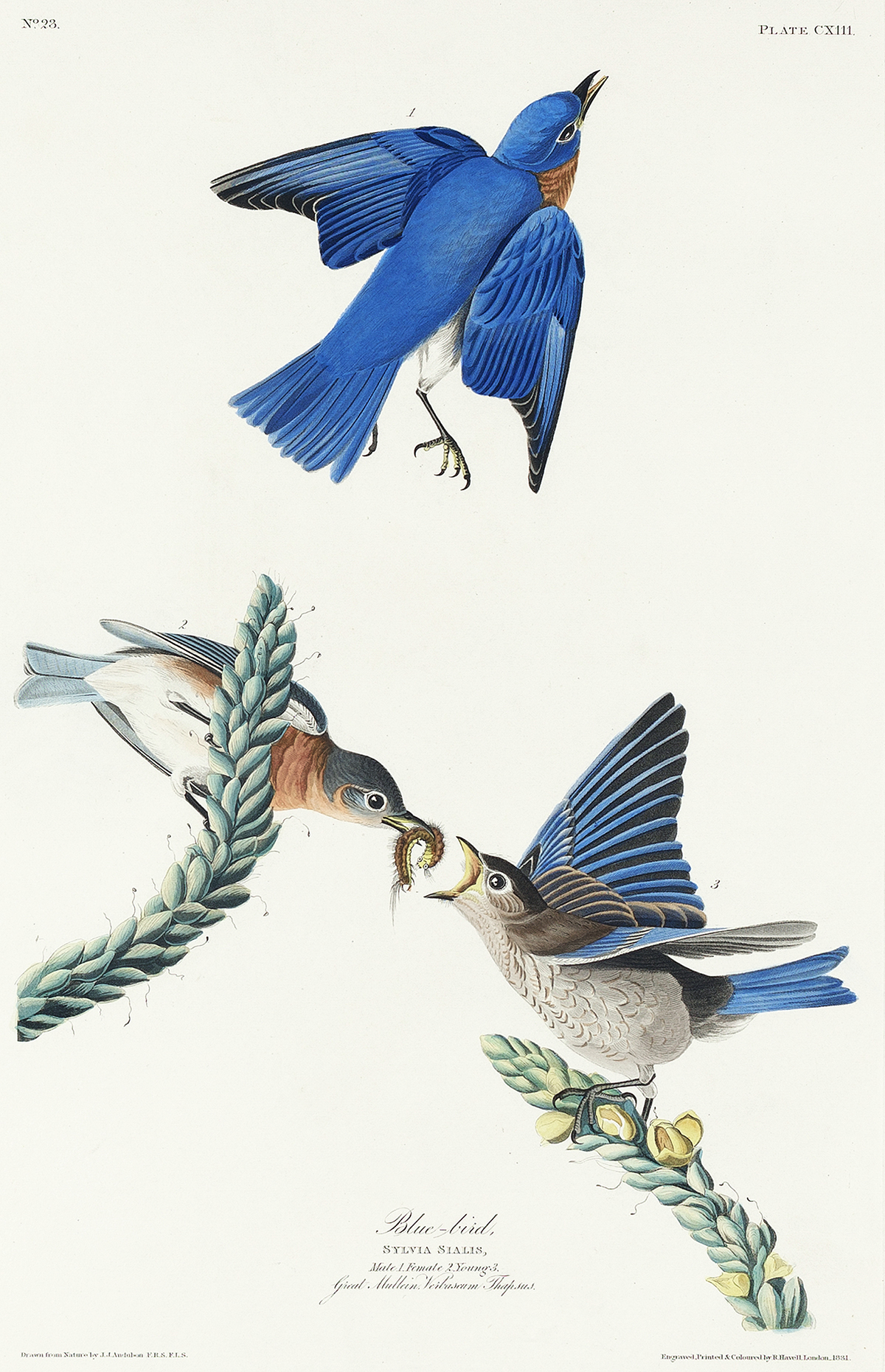 Audubon print of bluebirds