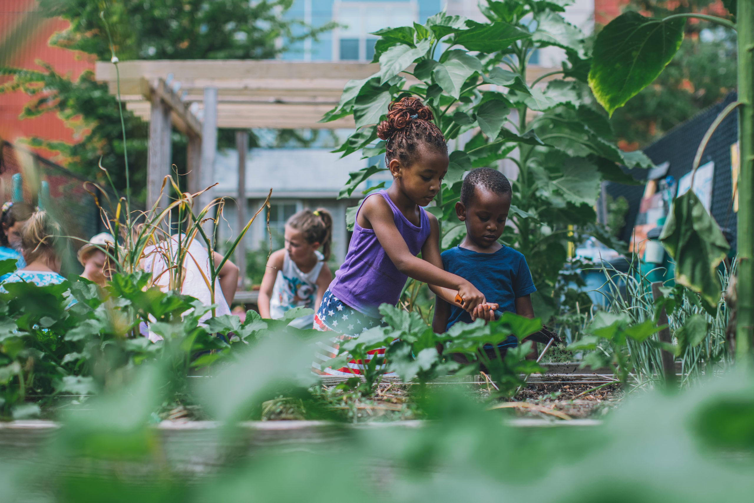 July 21, 2019. Anita's Garden, Chelsea, Massachusetts-- An Outdoors Rx program. Photo by Paula Champagne.