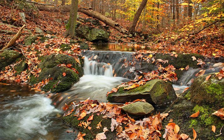 Beartown Woods Natural Area In Michaux State Forest Nicolas A. Tonelli Flickr Commons 713x446