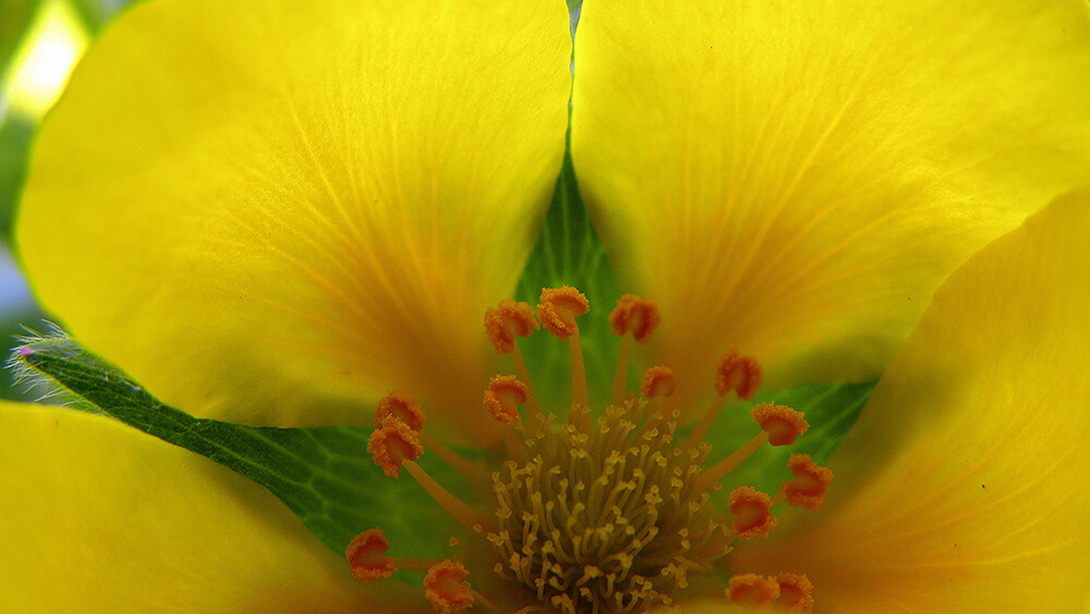 Cinquefoil By Irenicrhonda Flickr Commons