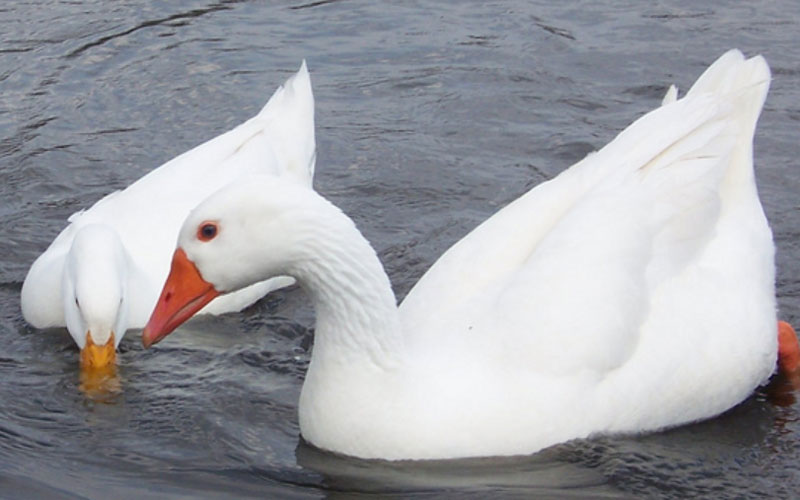 Duck-vs-Goose-Down