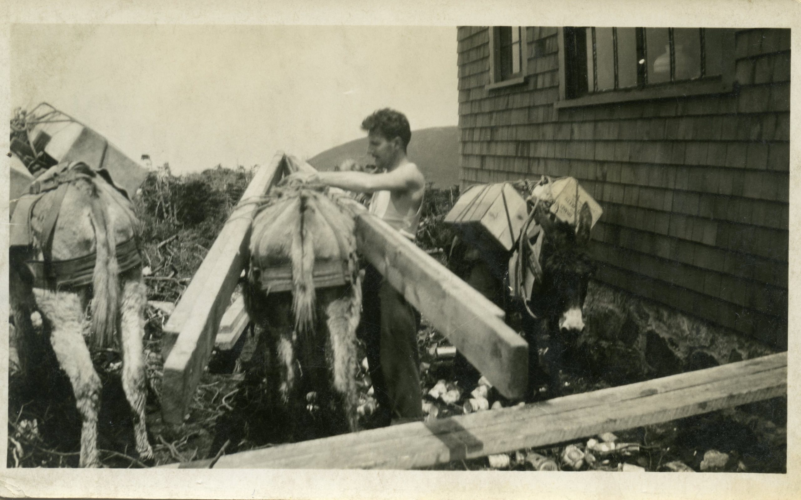 A trail worker unloads donkeys at Madison Spring Hut in 1940.