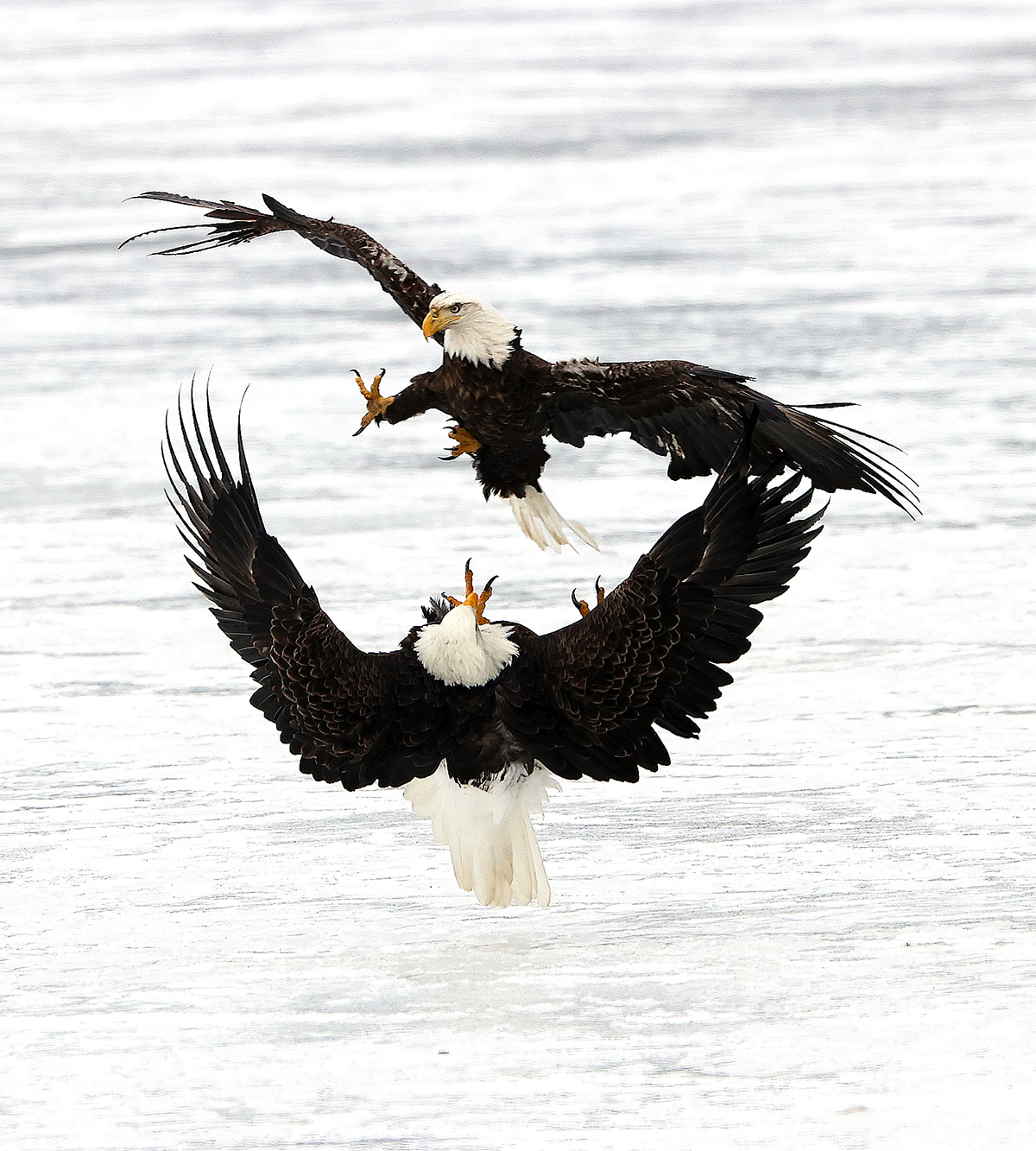 two bald eagles sparing above Stewart Pond, Hadley, New York