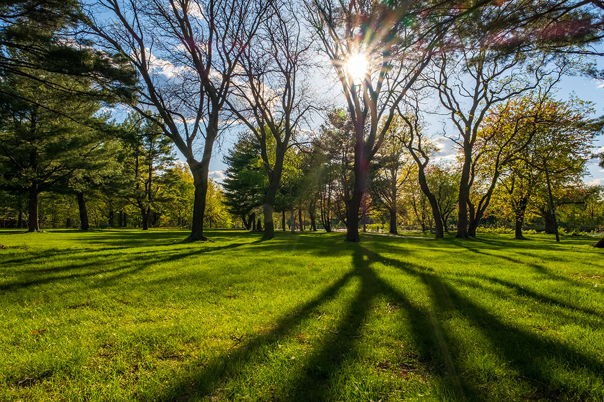 a ray of sunshine pokes through the trees in Christian Herter Park, Allston, Massachusetts