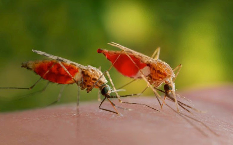 How-Many-Mosquito-Bites