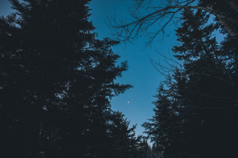 Maine Woods At Night Photo By Paula Champagne E1610742520364