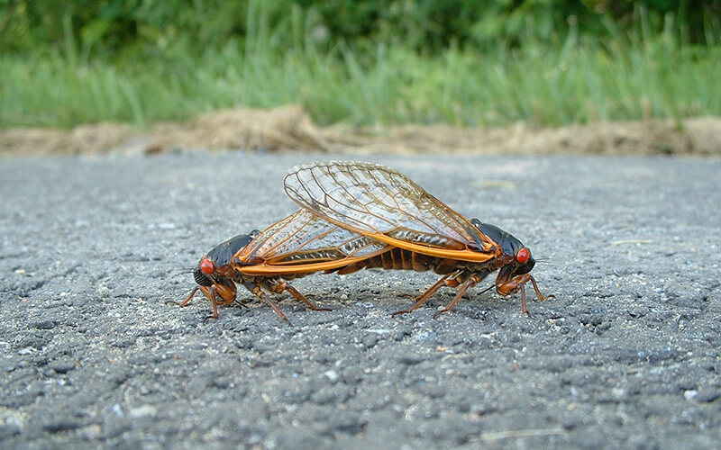 Mating Cicadas Superbatfish Flickr Commons