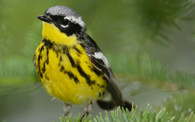 Northeastern-Woodland-bird-song-recordings