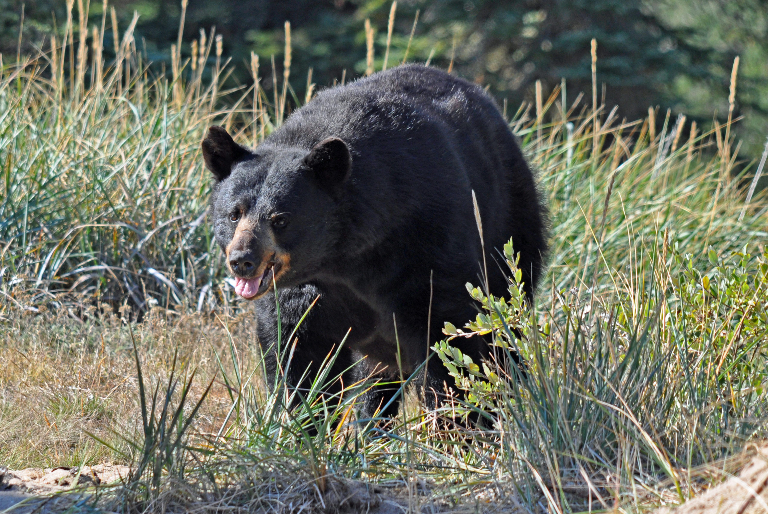 Whitehead Black Bear Adult